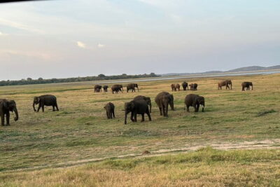 12 Days Tour Grand Discovery of Sri Lanka - Pinnawala elephants, Sigiriya crafts, and climbing the 200-meter rock
