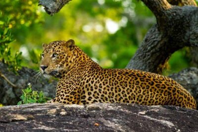 2 Day Tour of Yala & Ella with Hill Country Scenic Train Ride - All Inclusive - Day 1: Yala National Park safari plus quick stops that keep momentum