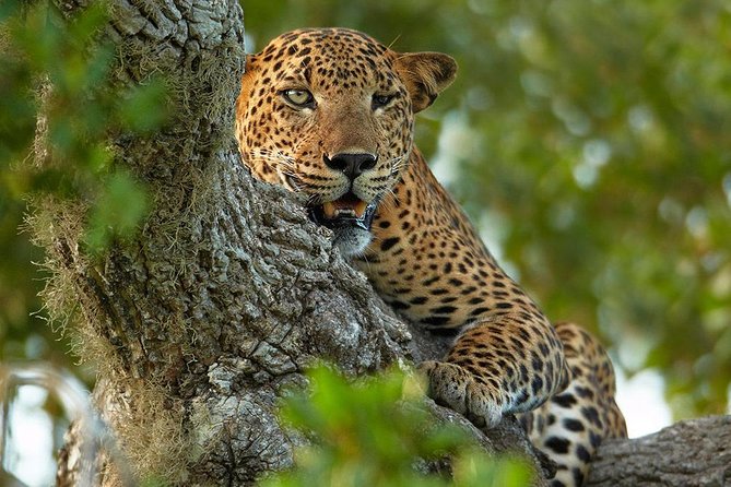 2 Nights All Inclusive Treehouse Safari in Yala with transfers - Key Points You Should Know Before You Go