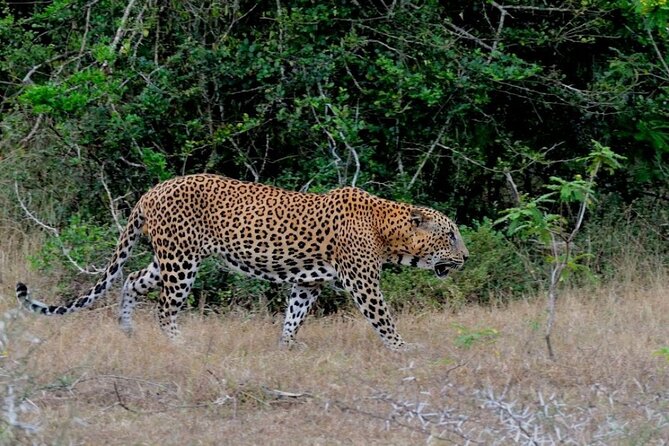 3 Days Private Tour of Yala Safari/ Ella/ Kandy - All Inclusive - Price and Logistics: What “All-Inclusive” Actually Covers