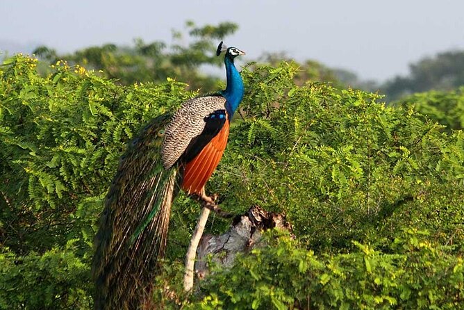 3 Days Private Tour of Yala Safari/ Ella/ Kandy - All Inclusive - What the Private Setup Changes (In a Good Way)