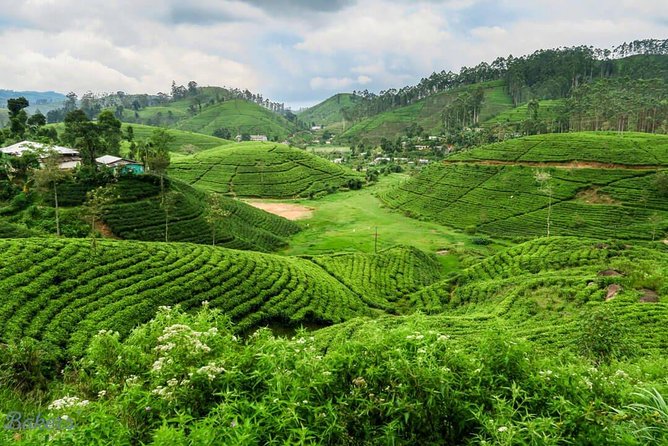 3 Days Tour to Kandy, Nuwara Eliya & Sigiriya - Glenloch Tea Factory: Tea Plucking, Then the Factory Reality