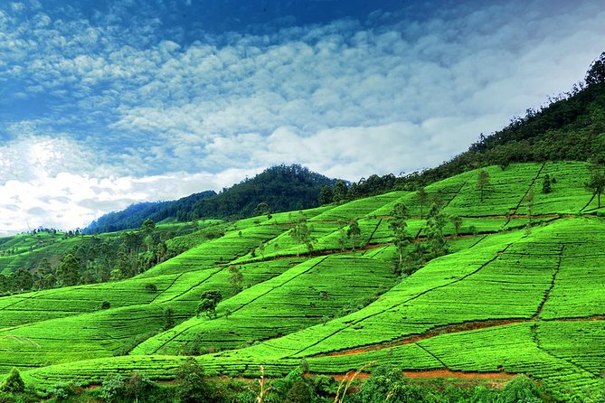 3 Days Tour to Kandy Nuwara Eliya & Sigiriya from Colombo - Value and price: is $250 per person a good deal?