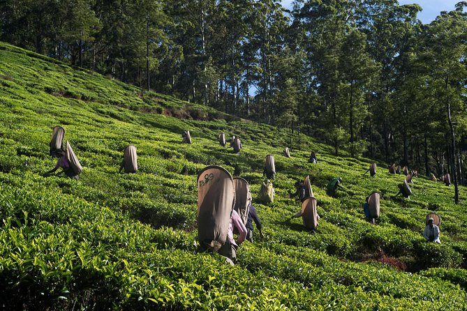 6-Day Sri Lanka Heritage Private Tour - Day 3: Dambulla Cave Temple, then Kandy’s Sacred Tooth Relic