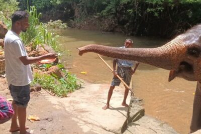 7 days Sri Lanka | 4 star hotels with BB | Private tour - Day 2: Sigiriya Rock Fortress and the climb you plan for