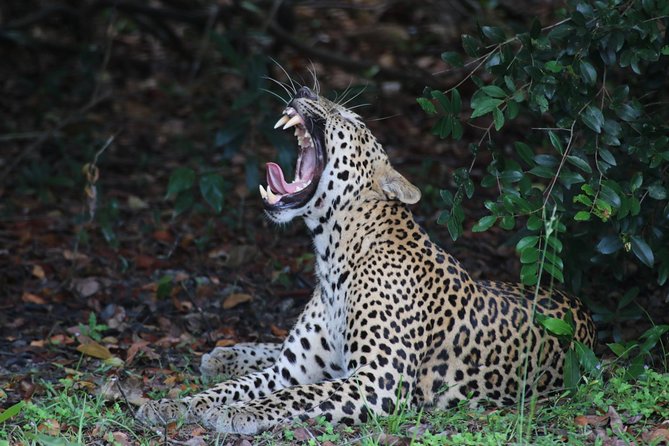 8 Days tour in Sri Lanka with privet driver and accommodations - Day 5: Tissamaharama and Choosing Yala or Udawalawe