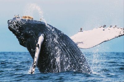 All in one Sri lanka 7nights 8 days for couple price - Price and What $720 Buys a Couple