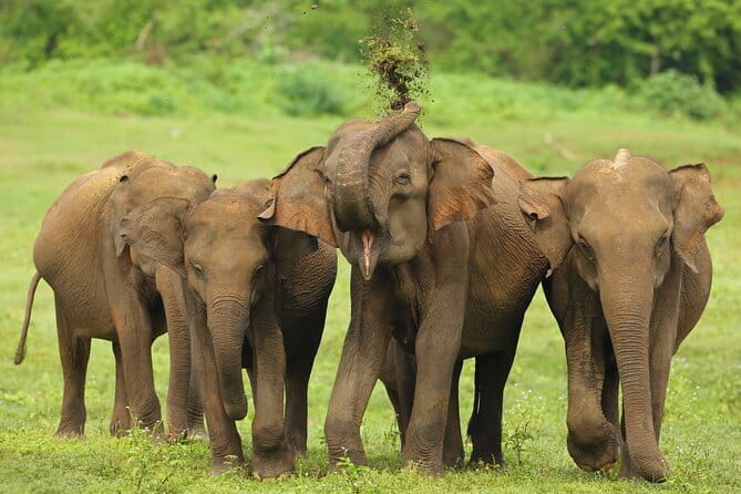 All Inclusive 5-Days Highlights of Sri Lanka - Key highlights worth your attention