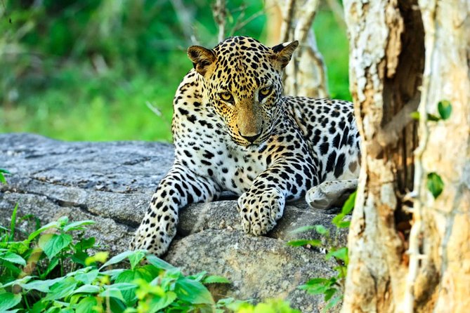 All Inclusive Leopard Nest Treehouse Safari in Yala - Yala’s leopard reputation meets real glamping comfort