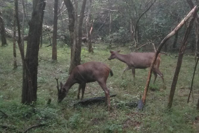 All inclusive Private safari at Wilpattu National park from Negombo - Wilpattu’s Willus: Why This Park Is Different