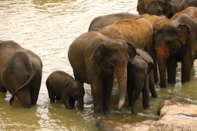 All inclusive Private safari at Wilpattu National park from Negombo - Getting Value for $131: What’s Actually Included (and What Isn’t)