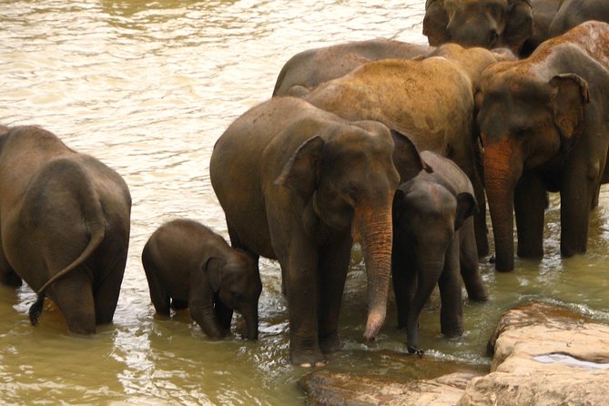 All inclusive Private safari at Wilpattu National park from Negombo - Getting Value for $131: What’s Actually Included (and What Isn’t)