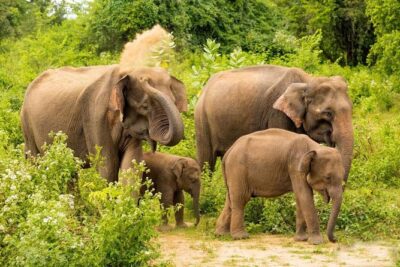 All Inclusive Udawalawa National Park Day Tour From Negombo - Price and value: what you’re really paying for at $275