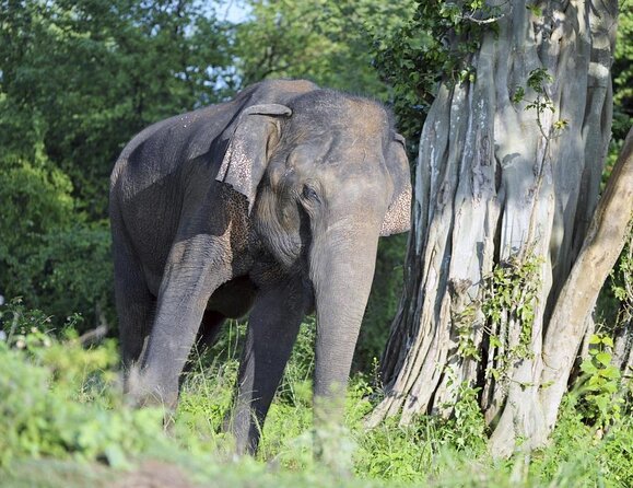 All Inclusive Udawalawe National Park Safari Day Tour from Colombo and Negombo - Key highlights you’ll care about