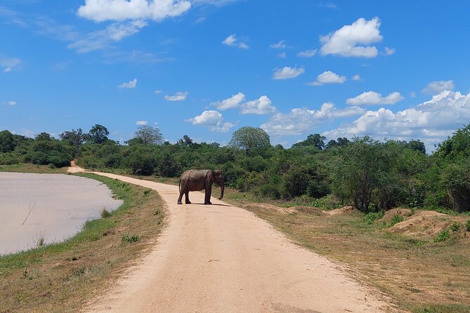 All Inclusive Udawalawe National Park Safari Day Tour from Colombo and Negombo - Should you book this Udawalawe safari day from Colombo or Negombo?