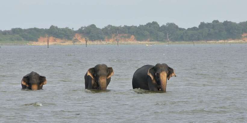 All inclussive Udawalawa National Park Safari From Colombo - Who this tour suits best (and who should think twice)