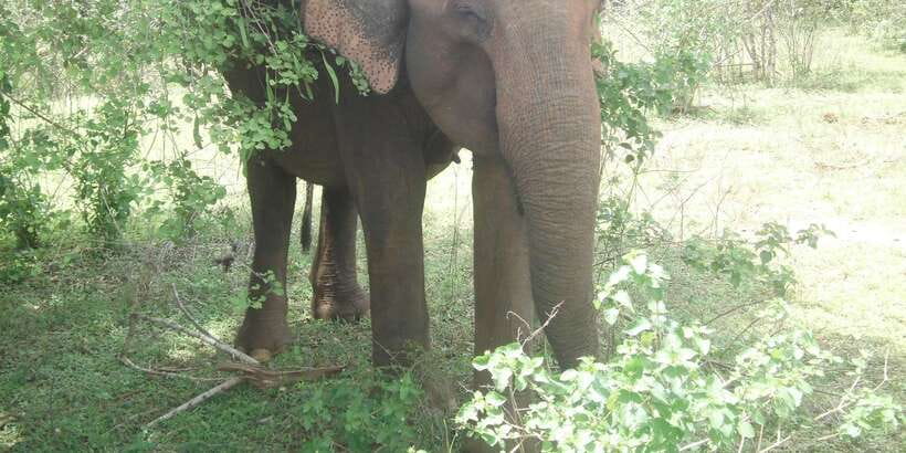 All inclussive Udawalawa National Park Safari From Colombo - Udawalawa: why this elephant-focused park exists