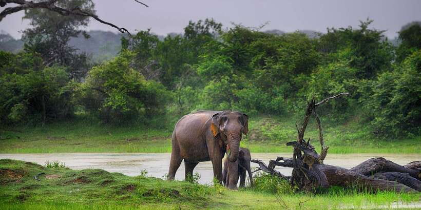 Colombo/Bentota/Kalutara/Ahungalla: Yala Safari Tour - Inside the Park by Soft-Top Jeep: How Leopard Hunting Really Works