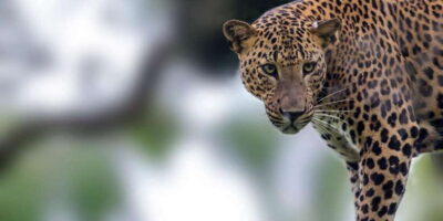 Colombo/Bentota/Kalutara/Ahungalla: Yala Safari Tour - The Transfer Reality: What Hotel Pickup and the Drive Mean for Your Day