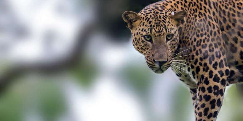 Colombo/Bentota/Kalutara/Ahungalla: Yala Safari Tour - The Transfer Reality: What Hotel Pickup and the Drive Mean for Your Day