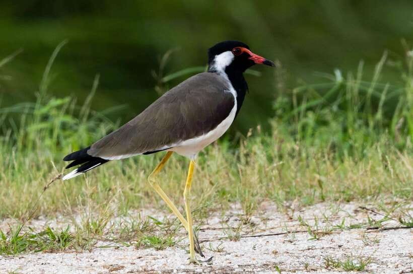 Colombo: Bird watching around Colombo-Guided Tour - 06 hours - Key Highlights You’ll Care About