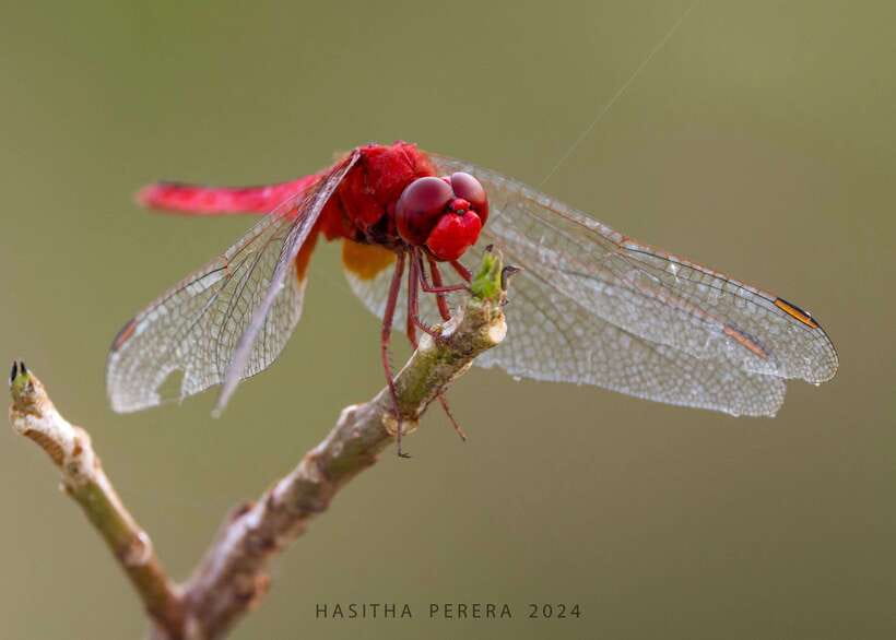 Colombo: Bird watching around Colombo-Guided Tour - 06 hours - What This Colombo Birding Tour Really Is