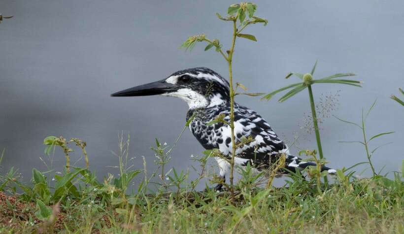 Colombo: Bird watching around Colombo-Guided Tour - 06 hours - Timing and Pace: The 2.5 + 1.5 + 1.5 Hour Rhythm