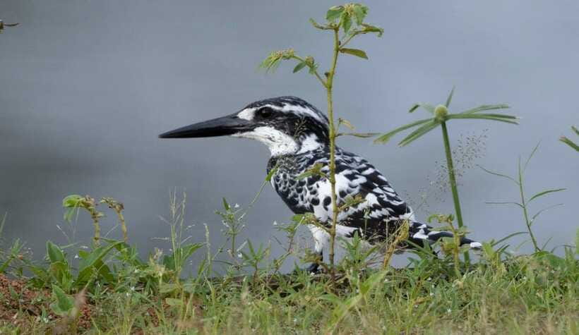 Colombo: Bird watching around Colombo-Guided Tour - 06 hours - What You’ll Do in the Field (No Fancy Stuff Required)