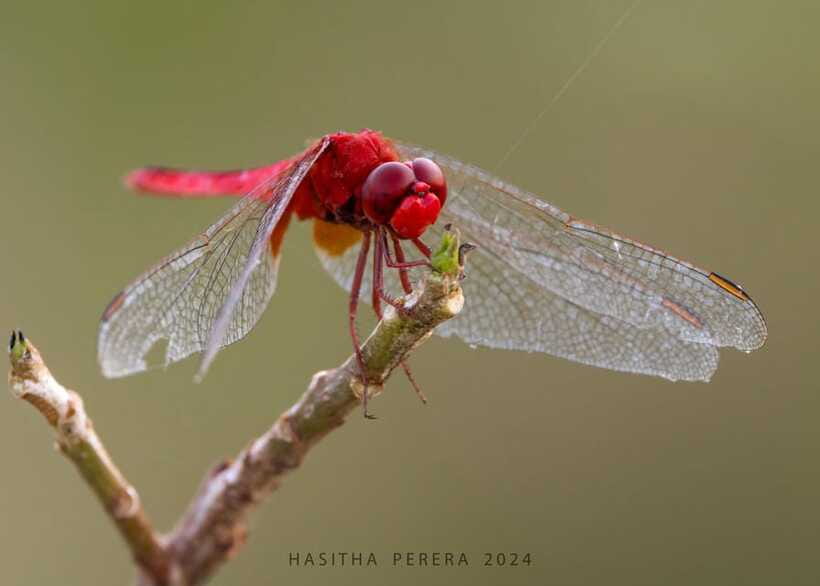 Colombo: Bird watching around Colombo-Guided Tour - 06 hours - Tips to Get More Out of the Day