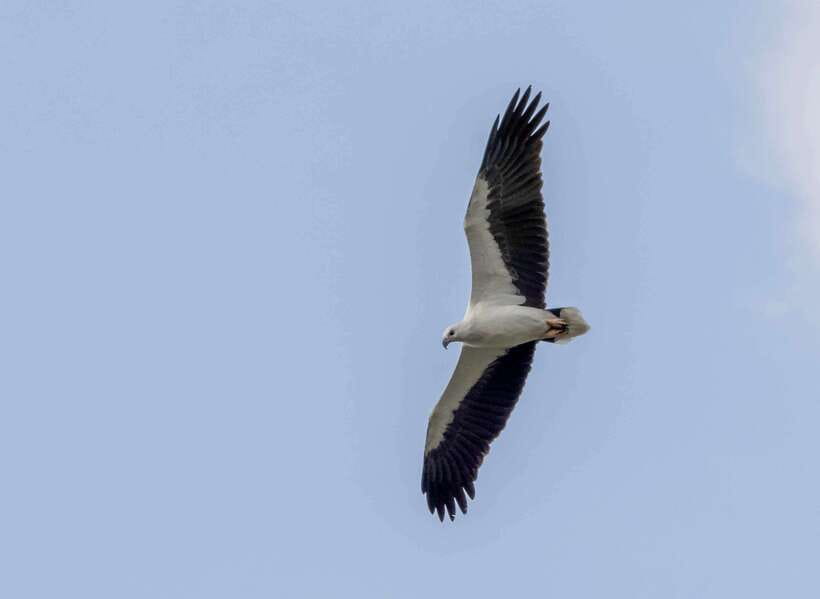 Colombo: Bird watching around Colombo-Guided Tour - 06 hours - The “2–3 Wetlands” Plan: Why It Boosts Your Bird List