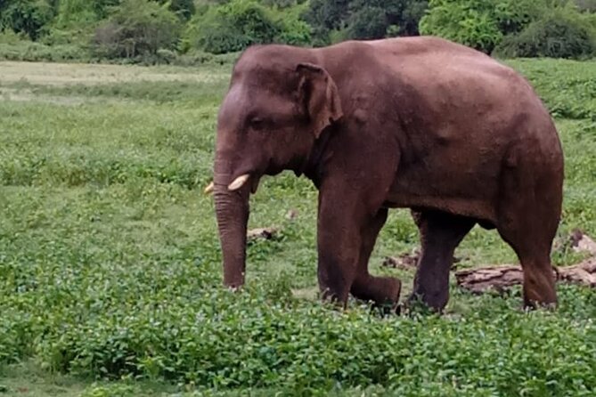 Colombo , Negombo to Trincomalee Transfer and Safari - Wildlife You’ll Look For: Elephants, Leopards, and Birds