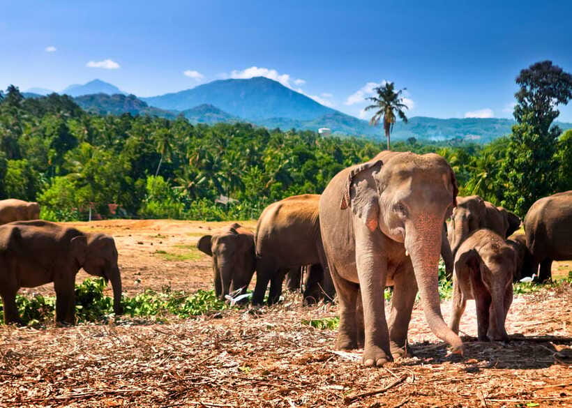 Colombo: Sri Lanka Cultural Triangle Hotspots 2-Day Tour - Minneriya safari: the elephant option and the extra cost to plan for