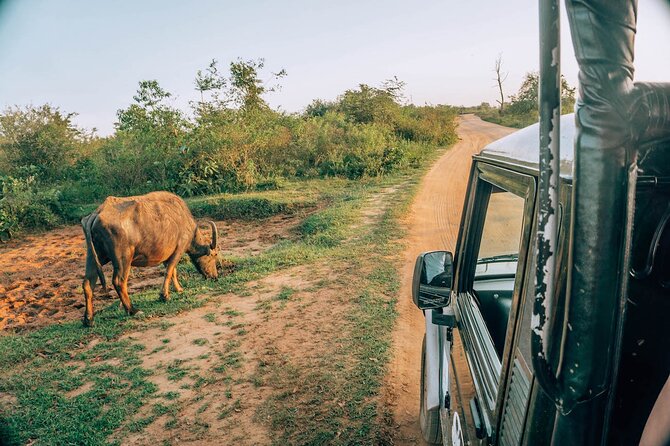 Day Excursion to Yala National Park From Colombo - The Return Drive and Included Refreshments: How They Keep You Going