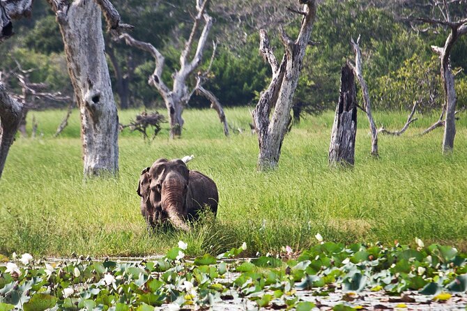 Day Excursion to Yala National Park From Colombo - Price and Value: What You’re Paying For (and What You Still Need)