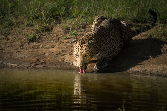 Day Excursion to Yala National Park From Colombo - Should You Book This Yala Day Trip from Colombo?