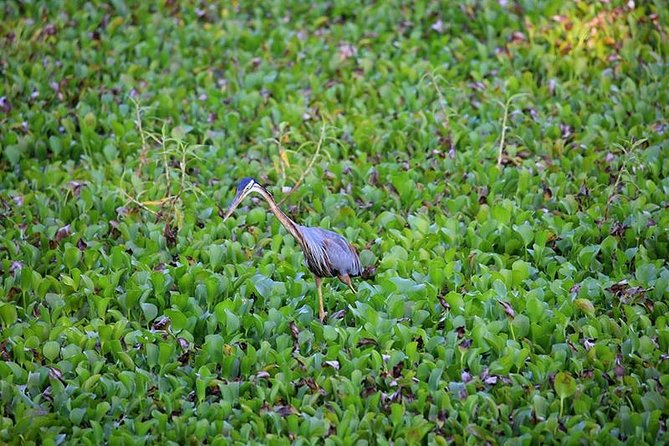 Day Tour to Anawilundawa Wetland Sanctuary - Negombo to Anawilundawa: the comfort factor matters