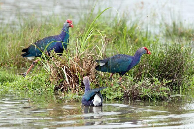 Day Tour to Anawilundawa Wetland Sanctuary - The birds you’re actually hunting for (and why that list helps)