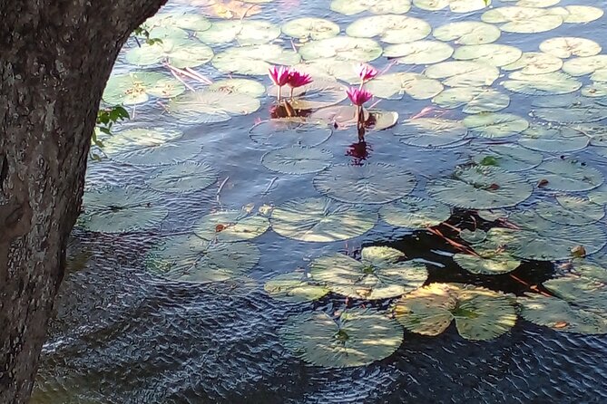 Day Tour to Anawilundawa Wetland Sanctuary - When you should book (and when you should wait)
