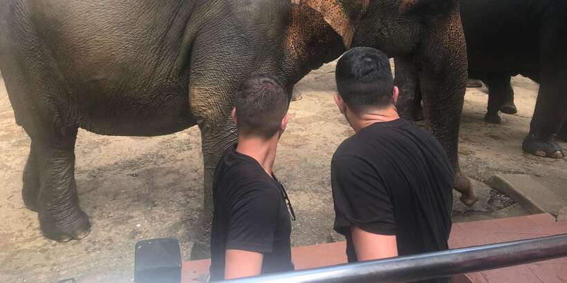 Day Tour to Elephant Orphanage / spice garden - Practical tips for a calmer elephant-and-spice day