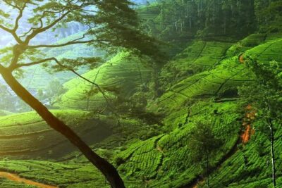 Day Trip to Nuwara Eliya with Kingfisher Tours - Hotel pickup and private transport: the real value is the drive