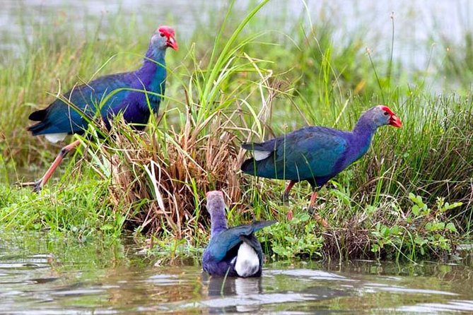Exclusive: Muthurajawela Bird Watching Tour with Transfers - Timing, Comfort, and What to Bring (So You Enjoy the Ride)