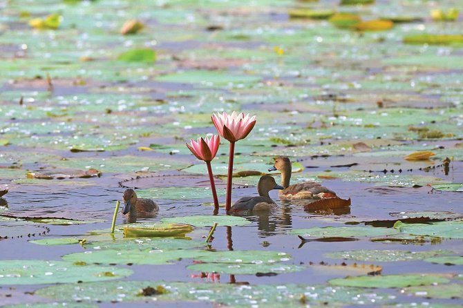 Exclusive: Muthurajawela Bird Watching Tour with Transfers - Who This Tour Fits Best (and Who Might Want a Different Plan)