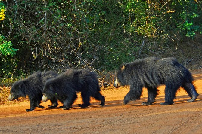 Exclusive : Overnight Leopard Safari with Luxury Glamping - Why Yala’s overnight format is better than a quick day trip