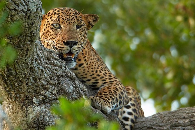Exclusive : Overnight Leopard Safari with Luxury Glamping - Day 2 in the early-morning light: Nimalawa and dawn viewing