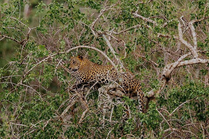 Exclusive : Overnight Leopard Safari with Luxury Glamping - Game drives with a qualified ranger: what you gain beyond spotting