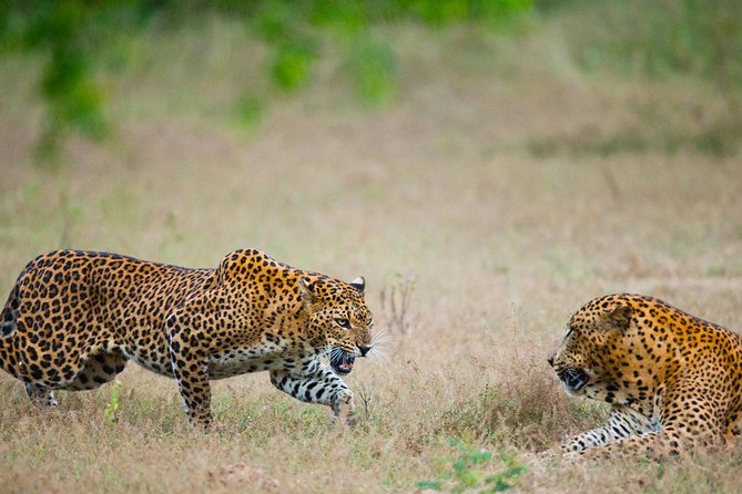 Exclusive : Overnight Leopard Safari with Luxury Glamping - Day 1 at a glance: pickup, lunch, safari, and dinner under stars