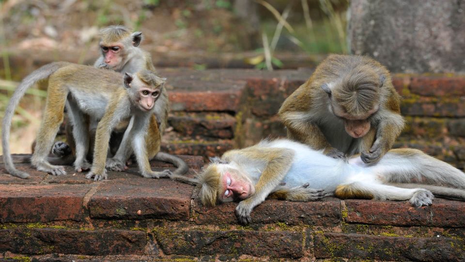 From Colombo: All Inclusive Sigiriya, Dambulla &Village Tour - Who Should Book This (And Who Should Skip It)