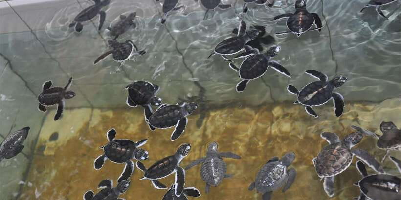 From Colombo: Handungoda, Galle, Ahangama, & Kosgoda Tour - Kosgoda Turtle Hatchery: Conservation Up Close Without the Lecture Mood