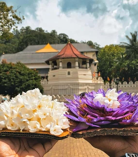 From Colombo: Kandy and Pinnawala Orphanage Short Excursions - Peradeniya Botanical Gardens: your mid-day reset