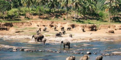 From Colombo: Kandy, Pinnawala and Tea Factory Full-Day Trip - Pinnawala elephants: feeding, bathing, and how to make it your best 45 minutes
